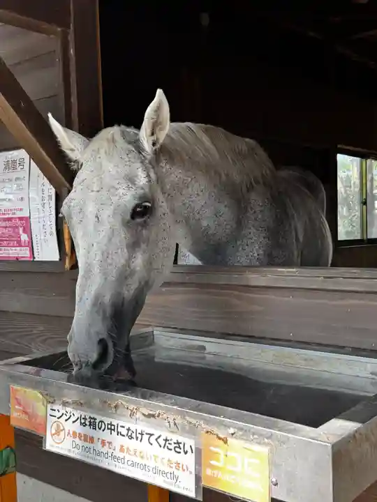 鹿児島神宮(鹿児島県)