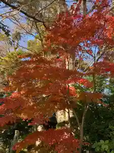 比々多神社の自然(2021年11月27日(土) 11時49分15秒投稿)