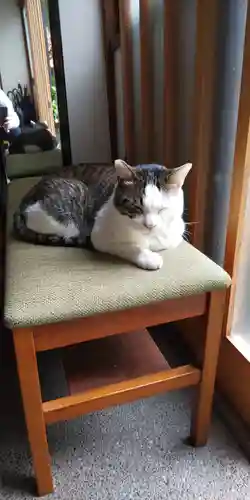 蔵前神社の動物