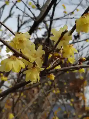 宝登山神社奥宮(埼玉県)