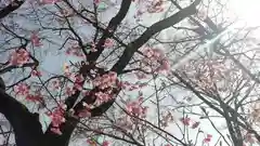 平野神社の自然