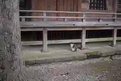 護国寺の動物