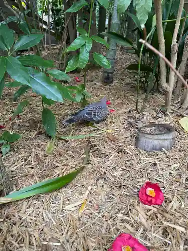 報国寺(神奈川県)