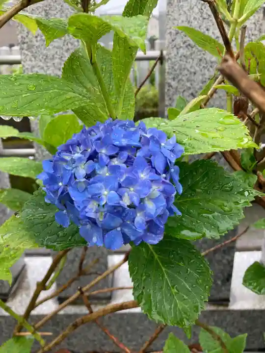 總社 和田八幡宮の自然