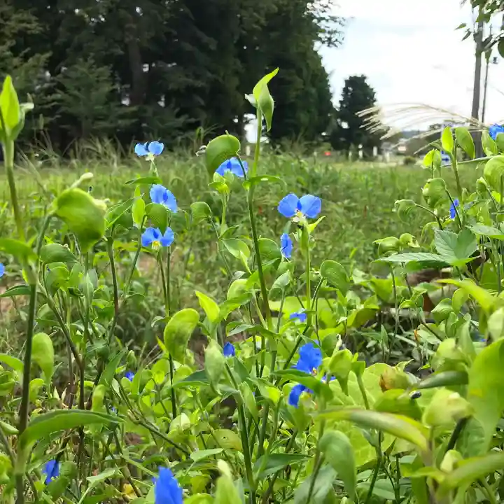 高司神社〜むすびの神の鎮まる社〜の自然