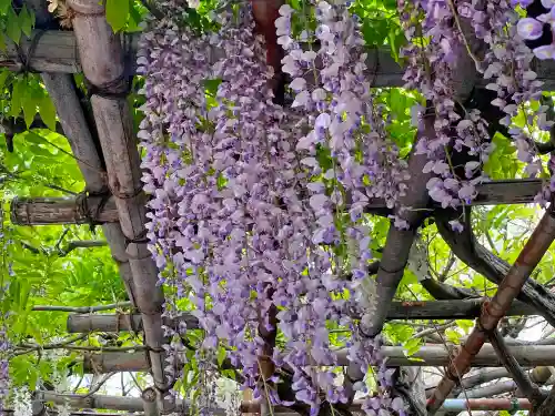 観音山慈眼院（高崎観音）の自然