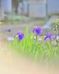 浄土寺(兵庫県)(2025年05月11日(日) 06時45分09秒投稿)