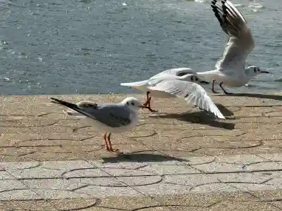 八百富神社の{uncategorized: "未分類", other: "その他", undefined: "問題あり", building: "その他建物", grave: "お墓", sacred_gate: "鳥居", guardian: "狛犬", statue: "像", buddha: "仏像", history: "歴史", nature: "自然", garden: "庭園", animal: "動物", pagoda: "塔", temizu: "手水舎", mountain_gate: "山門・神門", sanctuary: "本殿・本堂", subordinate: "末社・摂社", art: "芸術", scenery: "景色", jizo: "地蔵", ema: "絵馬", goshuin: "御朱印", omikuji: "おみくじ", items: "授与品その他", amulet: "お守り", goshuincho: "御朱印帳", eats: "食事", festival: "お祭り", votive_dance: "神楽", shichigosan: "七五三参", wedding: "結婚式", experience: "体験その他", initially: "初詣", around: "周辺", anti_infection: "感染症対策"}