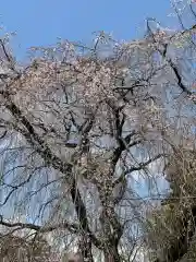 青柳寺(神奈川県)