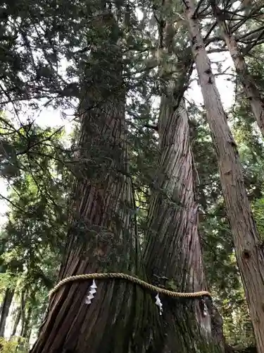 戸隠神社火之御子社の自然