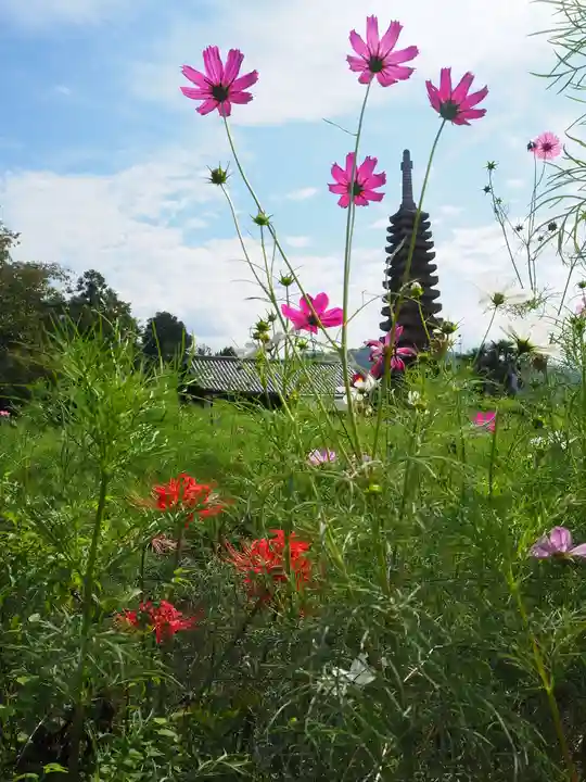 般若寺 ❁コスモス寺❁(奈良県)