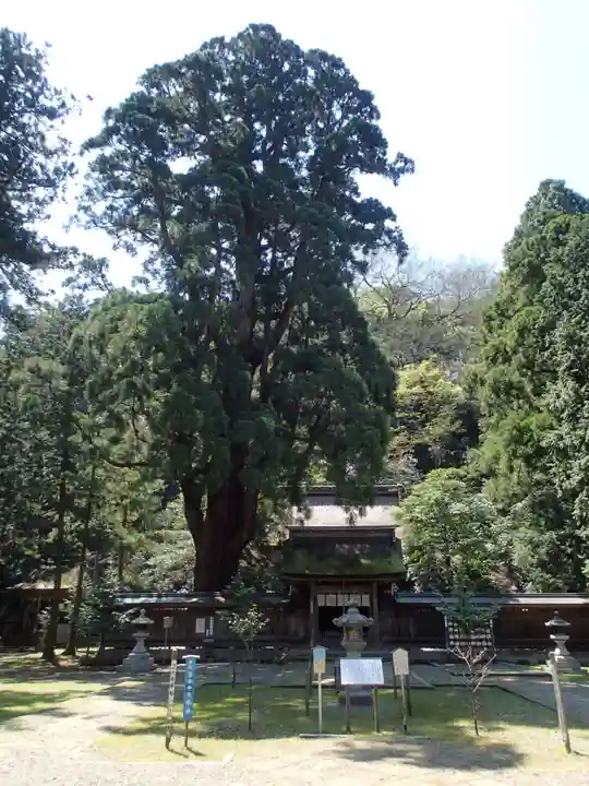 若狭姫神社(若狭彦神社下社)の本殿・本堂