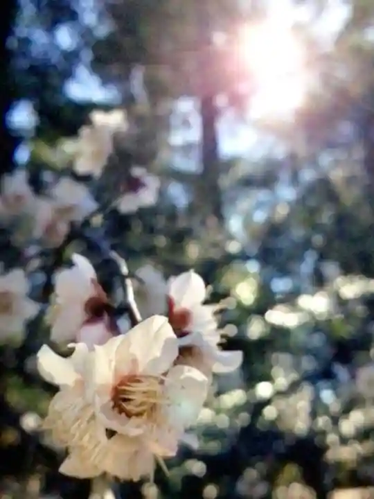 布多天神社(東京都)