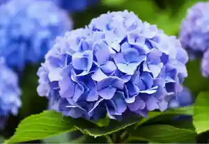 木舟山 順教寺(広島県)(2025年06月06日(金) 11時04分02秒投稿)