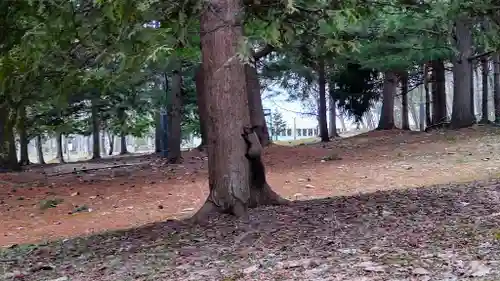 上川神社の動物