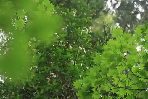 鹿島大神宮の自然
