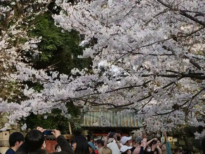 上野東照宮の自然