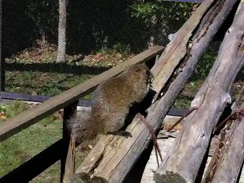 東本願寺本廟 牛久浄苑（牛久大仏）の動物