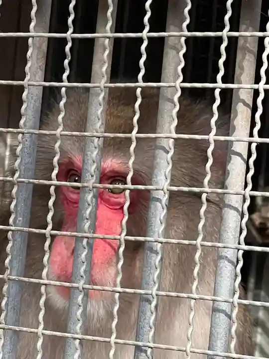 日吉大社の動物