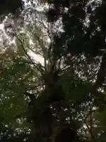 春日神社の自然