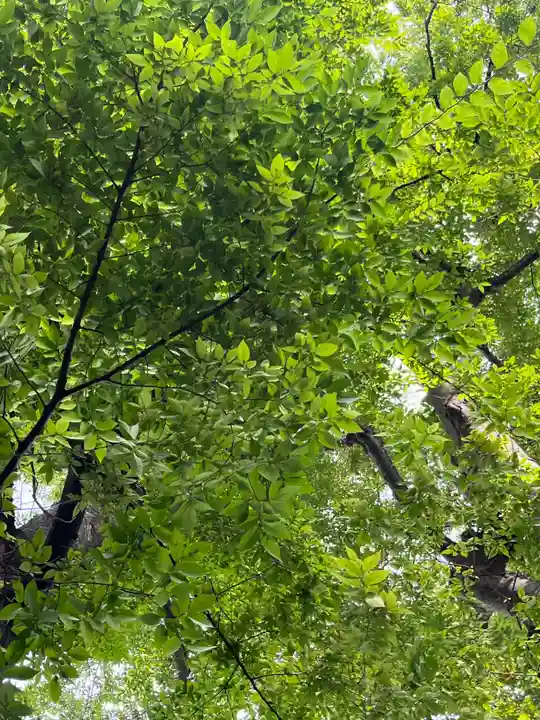 北海道神宮頓宮の自然