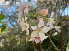 普門寺(切り絵御朱印発祥の寺)(愛知県)