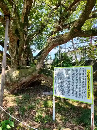 大智院（清水寺大智院）の歴史