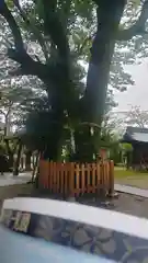 大神神社の自然