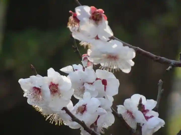 太宰府天満宮の自然