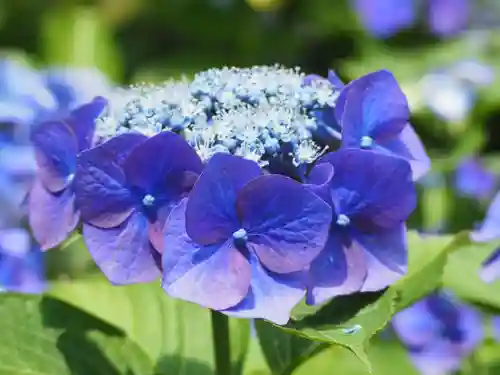 長壽寺（長寿寺）(神奈川県)