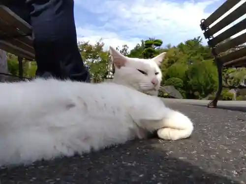 御誕生寺（猫寺）の動物