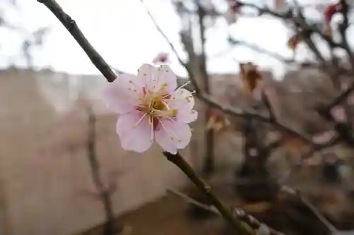 菅原天満宮（菅原神社）の自然