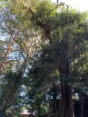 諏訪神社の自然