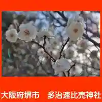 多治速比売神社の自然