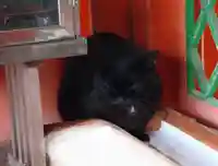 藤森神社の動物