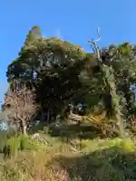 八幡神社の自然