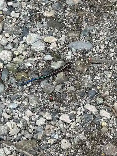 日光二荒山神社(栃木県)
