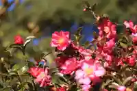 四倉諏訪神社の自然