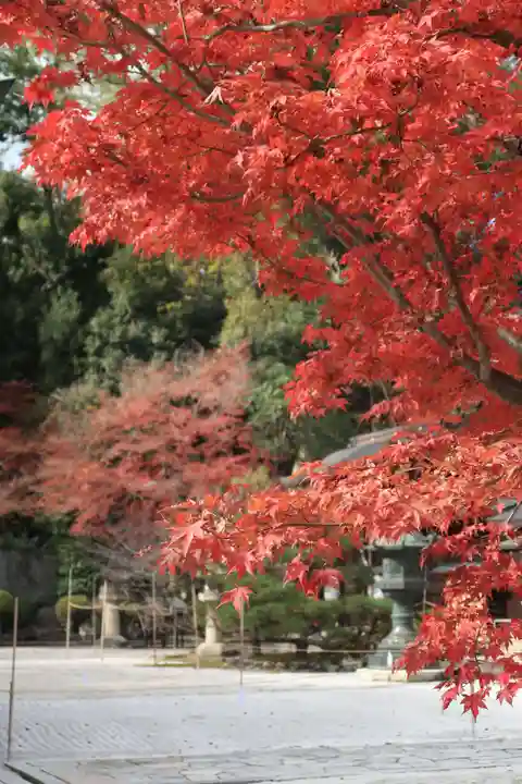 今宮神社の自然