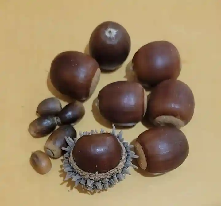 木野山神社(愛媛県)