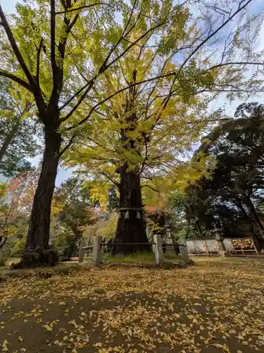赤坂氷川神社(東京都)