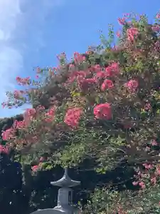 蓮久寺(千葉県)(2023年09月02日(土) 10時13分17秒投稿)