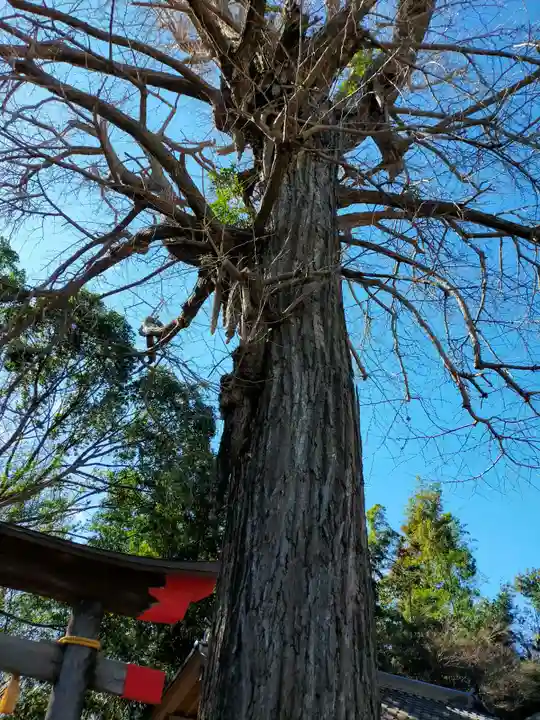 下総国三山 二宮神社の自然