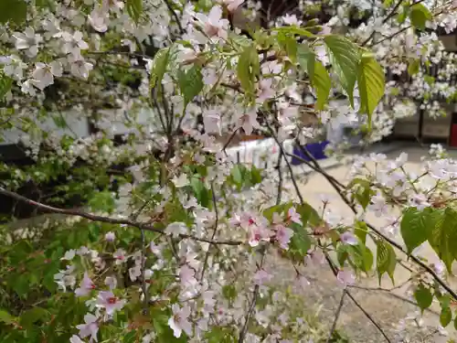 北野天満宮の自然