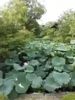 東寺(教王護国寺)の自然