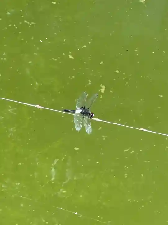 神炊館神社 ⁂奥州須賀川総鎮守⁂(福島県)