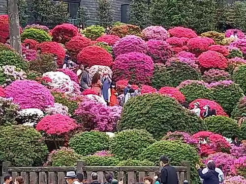 根津神社の自然