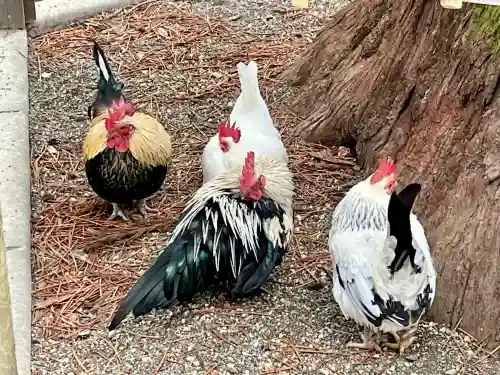 大崎八幡宮の{uncategorized: "未分類", other: "その他", undefined: "問題あり", building: "その他建物", grave: "お墓", sacred_gate: "鳥居", guardian: "狛犬", statue: "像", buddha: "仏像", history: "歴史", nature: "自然", garden: "庭園", animal: "動物", pagoda: "塔", temizu: "手水舎", mountain_gate: "山門・神門", sanctuary: "本殿・本堂", subordinate: "末社・摂社", art: "芸術", scenery: "景色", jizo: "地蔵", ema: "絵馬", goshuin: "御朱印", omikuji: "おみくじ", items: "授与品その他", amulet: "お守り", goshuincho: "御朱印帳", eats: "食事", festival: "お祭り", votive_dance: "神楽", shichigosan: "七五三参", wedding: "結婚式", experience: "体験その他", initially: "初詣", around: "周辺", anti_infection: "感染症対策"}