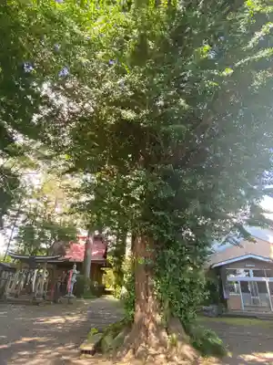 羽黒山神社の自然