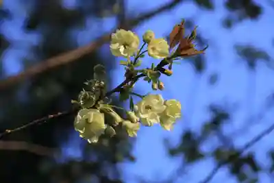 諏訪神社の自然